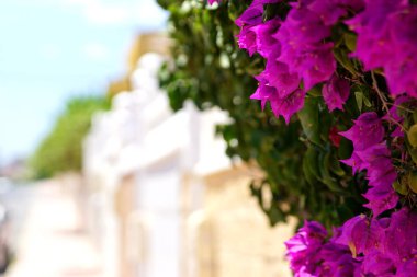 Güneye İspanyol şehir tipik street view. Torrevieja, İspanya.