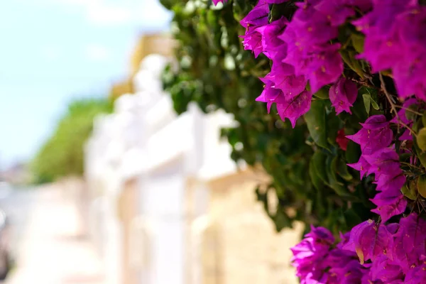 Güneye İspanyol şehir tipik street view. Torrevieja, İspanya.