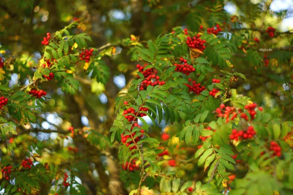 Alberi di Rowan nella foresta — Foto Stock