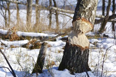 Ormanda kış beaver'ın saldırı sonrası. Baltezers Adası gölde, Letonya görüldü.
