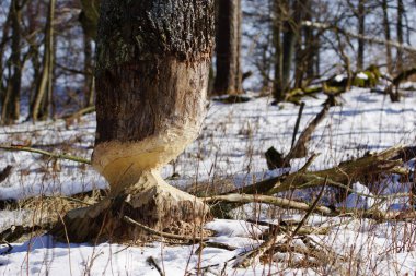Tree in winter forest after beaver's attack. Was seen on island of Baltezers lake, Latvia. clipart