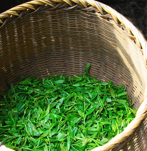Hojas de té frescas se recogen en cestas para su posterior procesamiento —  Fotos de Stock