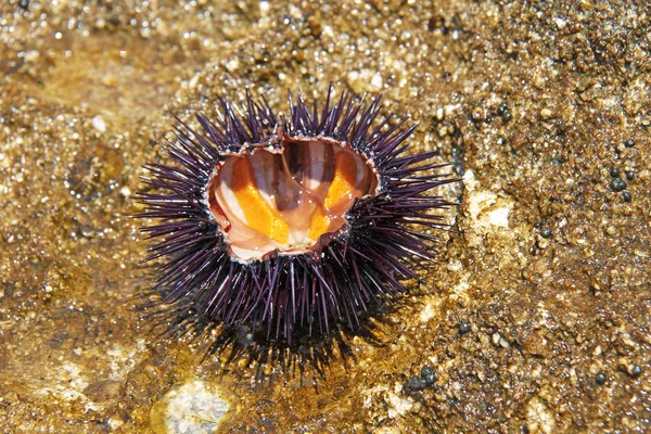 One black open sea urchin lies above the sea stone