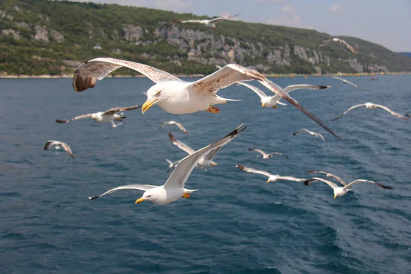 Sea gulls on the beach against the sky and sea waves, seagulls over the sea.