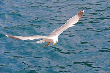 Uçuş denize karşı tek martı