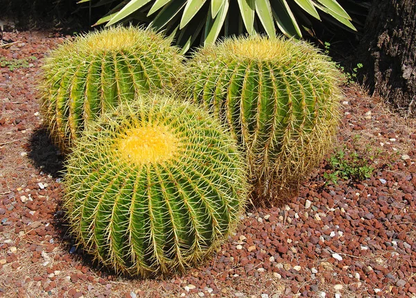 Large green round cacti — Stock Photo, Image