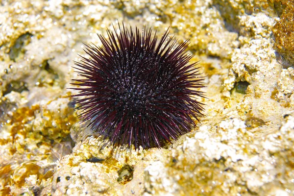 Sea urchin na skale nad morzem — Zdjęcie stockowe