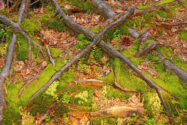 Background intertwined roots of trees and green moss