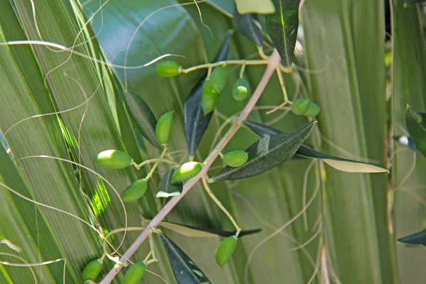 Green olives on a branch — Stock Photo, Image