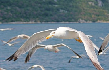 Deniz, gökyüzü üzerinde beyaz martı uçmak