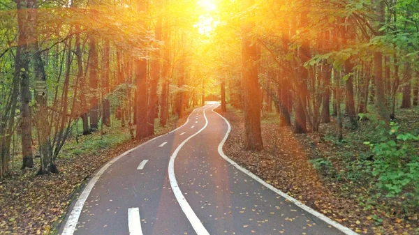 The forest road goes into the distance against the backdrop of sunset or dawn. Sun rays in the forest. Road with bends in the forest, forest road and sun.
