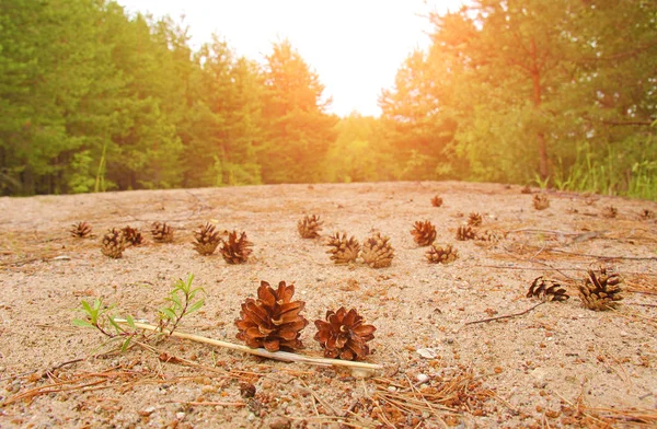 Picture taken in Russia. Pine cones on the road in the forest — Stock Photo, Image