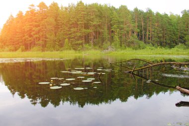 Resim Rusya'da çekilen. Yaz ormandaki göl