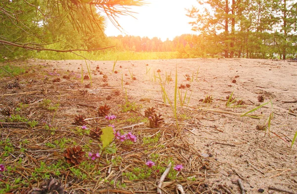 Picture taken in Russia. Pine cones on the road in the forest — Stock Photo, Image