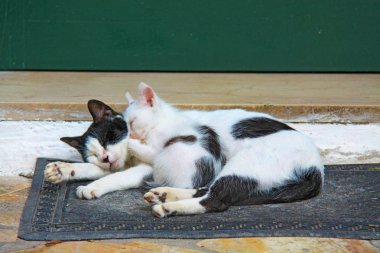 Kedi anne ve yavru kedi uyuyor musun