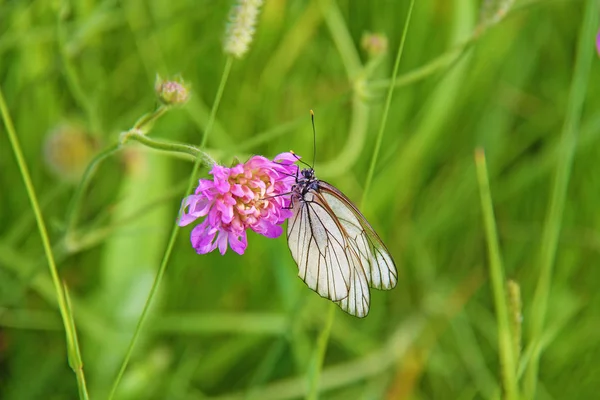 Foto tomada en verano. Mariposa sobre una flor rosa —  Fotos de Stock