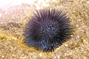 Resim denizde çekilen. Siyah deniz kestanesi deniz taşları üzerinde yatıyor