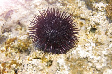 Resim denizde çekilen. Siyah deniz kestanesi deniz taşları üzerinde yatıyor