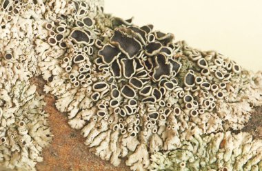 Bir şube güzel orman moss yakın çekim.