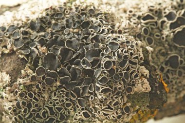 Bir şube güzel orman moss yakın çekim.