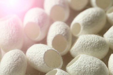 Boş beyaz açık ipekböceği kozası