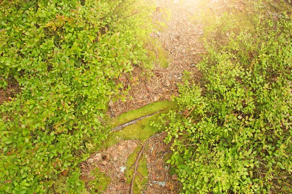 Un camino angosto en el bosque con musgo y raíces — Foto de Stock