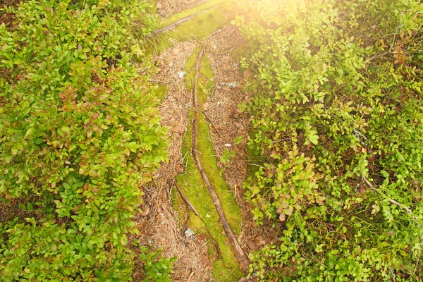 Uma estrada estreita na floresta com musgo e raízes — Fotografia de Stock