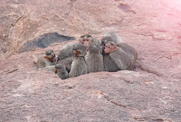 Monkey family sleeps in the mountain in the early morning