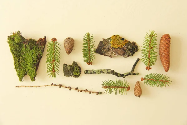 Set of forest elements on a flat background - pine branches, cones, bark, moss