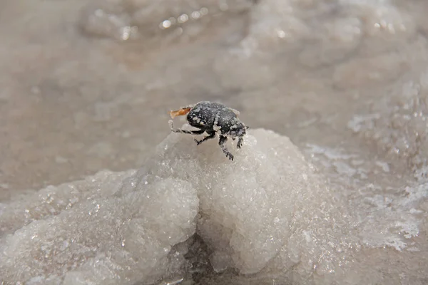 Escarabajo muerto contra el fondo del lago de sal Baskunchak —  Fotos de Stock