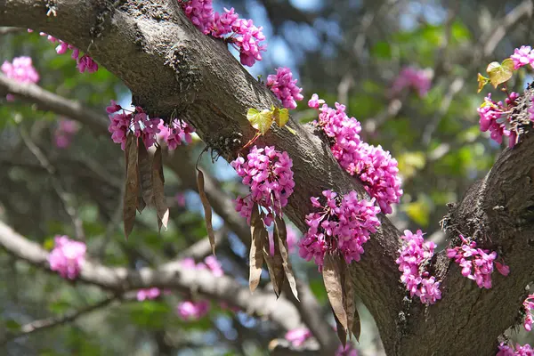 Rosa blommor på stammen av ett träd — Stockfoto