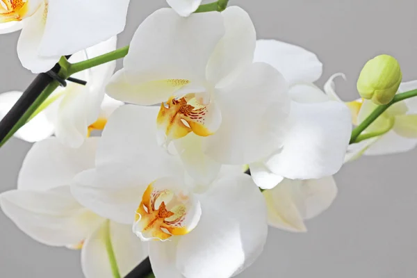 Orchidées blanches. belles fleurs blanches . — Photo