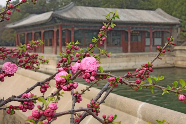 Foto gemaakt in China. sakura van de kersenbloesem in de lente, bloeiende bomen — Stockfoto