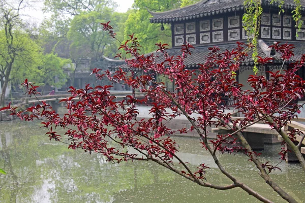 Foto genomen in China. Chinese pagode, mooie maple bomen in de herfst, loof — Stockfoto