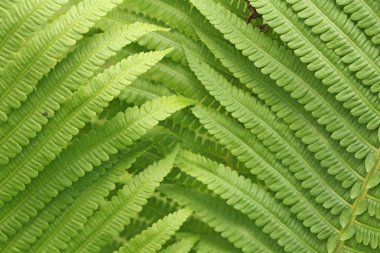 Fern yeşil arka plan. Yeşil yeşillik doğal çiçek fern arka plan güzel eğreltiotu yaprakları.