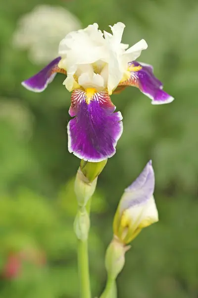 Bellissimo fiore di iris dal grande piano, viola, lilla e giallo Colori. Sfondo estivo floreale . — Foto Stock