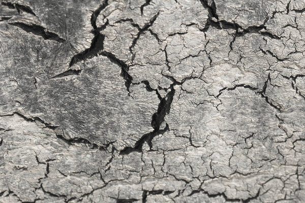 Черные трещины на белом и сером фоне. Серый и белый фон. Бесплодная Земля. Сухой треснувший фон Земли. Грунт в ящиках. Земля засухи. Засуха окружающей среды
.