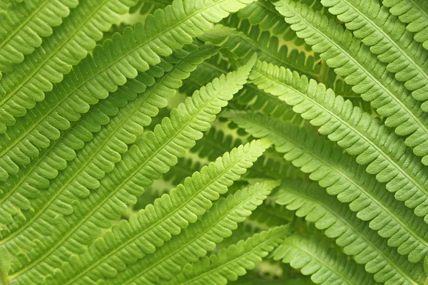 Green Background Fern Beautiful Fern Leaves Green Foliage Natural Floral — Stock Photo, Image