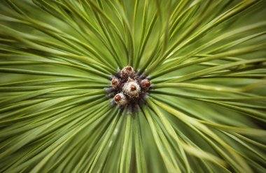 Arka plan için bir kartpostal. Yeşil çam iğneleri yakın çekim