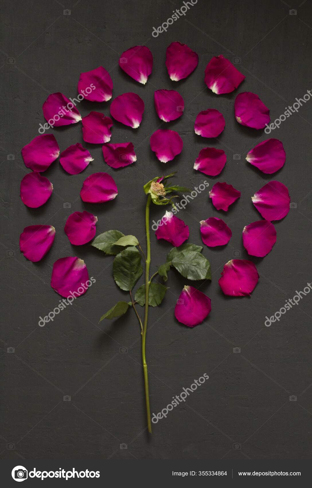 Beautiful Flower Mandala Pink Red Roses Black Dark Background ...