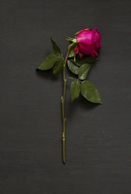 Yalnız bir kırmızı kırmızı, güzel, solgun ve solgun gül siyah, modern bir arka planda yatıyor. Ölme kavramı ve süreci. Solmuş pembe gül. Uzayı metin için kopyala. Dikey.