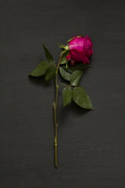 Yalnız bir kırmızı kırmızı, güzel, solgun ve solgun gül siyah, modern bir arka planda yatıyor. Ölme kavramı ve süreci. Solmuş pembe gül. Uzayı metin için kopyala. Dikey.