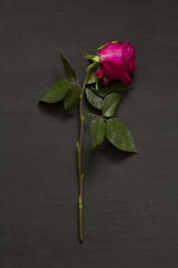 Yalnız bir kırmızı kırmızı, güzel, solgun ve solgun gül siyah, modern bir arka planda yatıyor. Ölme kavramı ve süreci. Solmuş pembe gül. Uzayı metin için kopyala. Dikey.