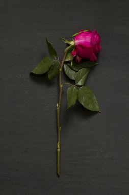 Yalnız bir kırmızı kırmızı, güzel, solgun ve solgun gül siyah, modern bir arka planda yatıyor. Ölme kavramı ve süreci. Solmuş pembe gül. Uzayı metin için kopyala. Dikey.