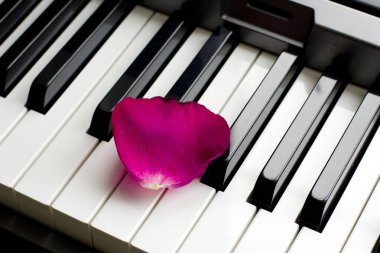 Siyah beyaz piyano tuşlarının üzerinde pembe kırmızı bir gül yaprağı yatıyor. Romantik müzik, hafiflik, rahatlama ve aşk romantizmi. Müziğin hassasiyeti ve hafifliği. Sentezleyici. Müzik kartı.