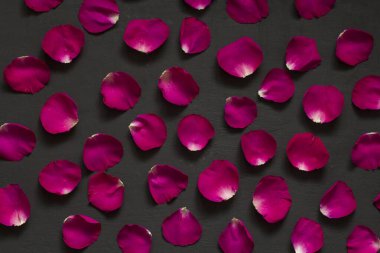 Tek gül yapraklarından oluşan güzel bir arka plan. Kırmızı gül yaprakları siyah modern arka planda bulunur. Güzel bir Sevgililer Günü kartı, romantizm ve aşk. Düz yerde, üst tarafta. Metnin için boşluk kopyala.