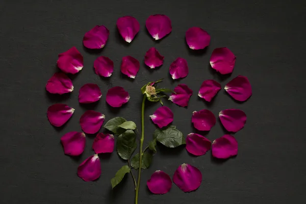 Beautiful Flower Mandala of pink and red roses on Black Dark Background. Geometrical floral composition. Rose laid out on the petals. Floral mandala. Flat Lay, Top View, Copy Space For Your Text.