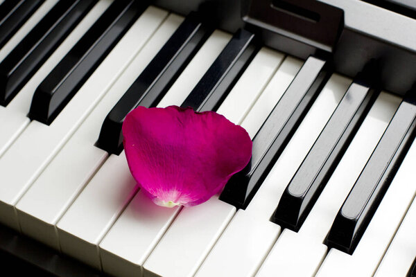 One lone rose petal of pink scarlet lies on black and white piano keys. romantic music, lightness and romance of relaxation and love. The tenderness and lightness of music. Synthesizer. Musical card.