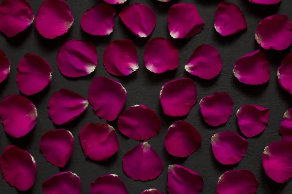 Piękne Tło Pojedynczych Płatków Róż Szkarłatne Płatki Róż Leżą Czarnym — Zdjęcie stockowe