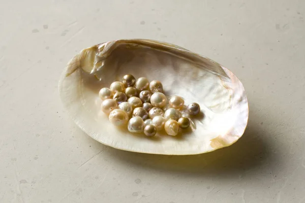 Open Sea Shell with a pearl. Closeup of a sea shell with pearls inside, on a white gray background. Natural Kasumi pearls lie in a sea shell. Beautiful Pearls for jewelry. Creating pearl jewelry.